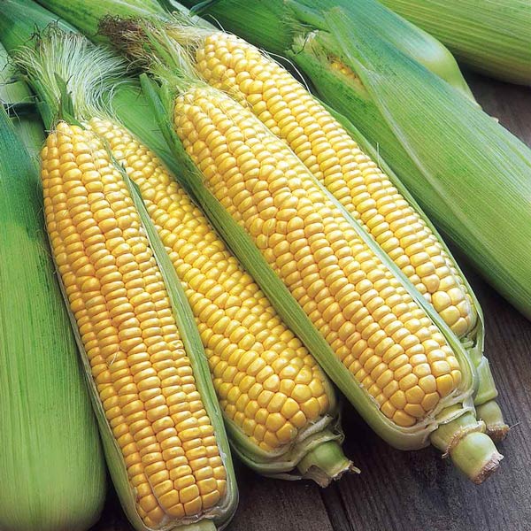 تعبیر خواب ذرت برای زن متاهل و منوچهر تهرانی و ذرت برای زن باردار جنسیت جنین
