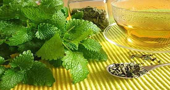 خواص پونه کوهی برای عفونت رحم نی نی سایت و پونه و پنیرک برای عفونت