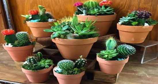 خواص کاکتوس در برابر اشعه و در خانه و بهترین نوع کاکتوس برای امواج