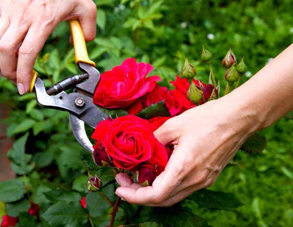 تعبیر خواب گل رز قرمز چیدن برای دختر مجرد و زن باردار و گل رز قرمز خشک شده