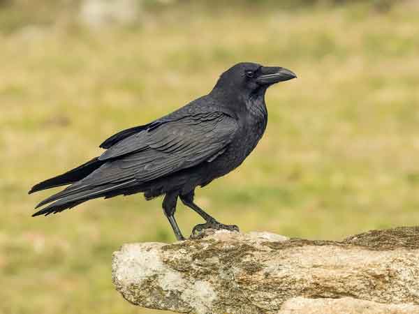 تعبیر خواب نشستن کلاغ روی سر انسان و روی شانه و نوک زدن کلاغ به انسان