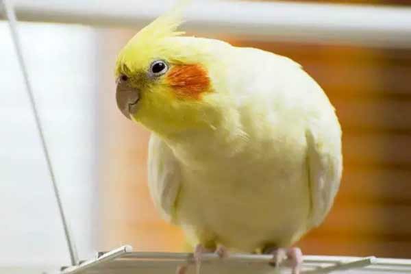 تعبیر خواب عروس هلندی نی نی سایت و گاز گرفتن دست توسط عروس هلندی
