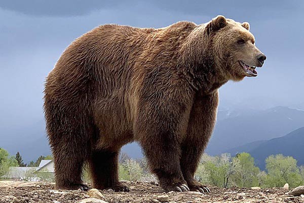 تعبیر خواب خرس برای دختر مجرد و خرس سیاه از نظر امام صادق و فرار از خرس سفید