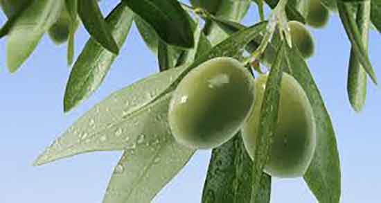 روغن زیتون تلخ برای مو و طرز استفاده روغن زیتون و مضرات روغن زیتون برای مو