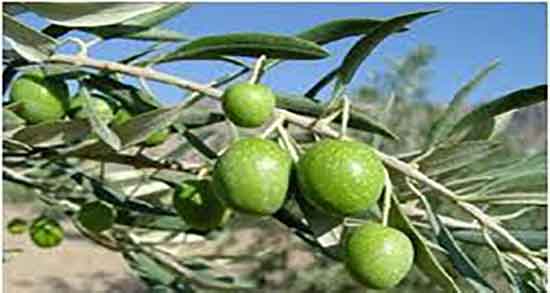 خواص روغن زیتون تلخ برای پوست و مو و طریقه مصرف زیتون تلخ