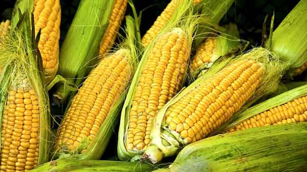 تعبیر خواب ذرت برای زن باردار و پفیلا برای زن باردار و ذرت بو داده برای دختر مجرد