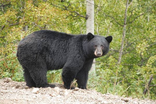تعبیر خواب خرس سیاه برای دختر مجرد و امام صادق و حضرت یوسف و خرس مهربان