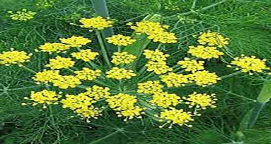 طرز تهیه جوشانده رازیانه برای موهای زائد و بهترین زمان مصرف عرق رازیانه برای موهای زائد