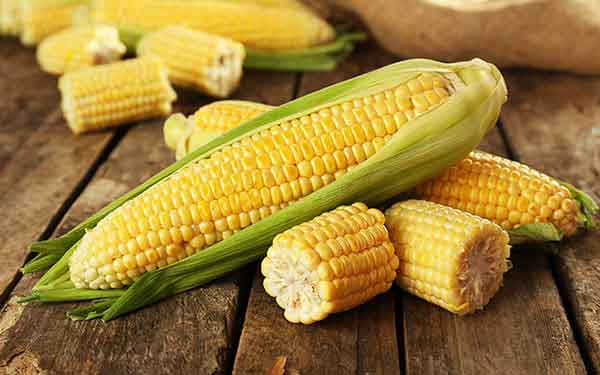 تعبیر خواب گرفتن ذرت از مرده و ذرت پفیلا و ذرت برای زن باردار و مزرعه ذرت سبز