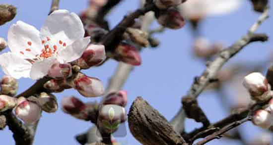 شکوفه بادام برای پسرزایی و خواص شکوفه بادام برای زنان و مردان
